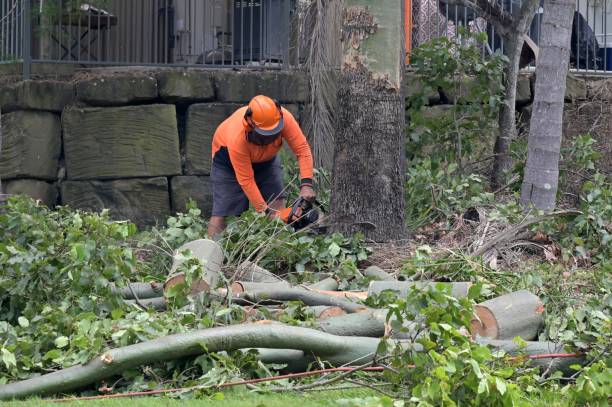 How Our Tree Care Process Works  in  Security Widefield, CO